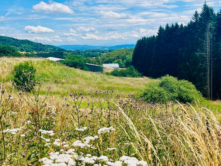Exklusives Reiteranwesen mit Alpenpanorama – Pferdeparadies mit Perspektive V13084