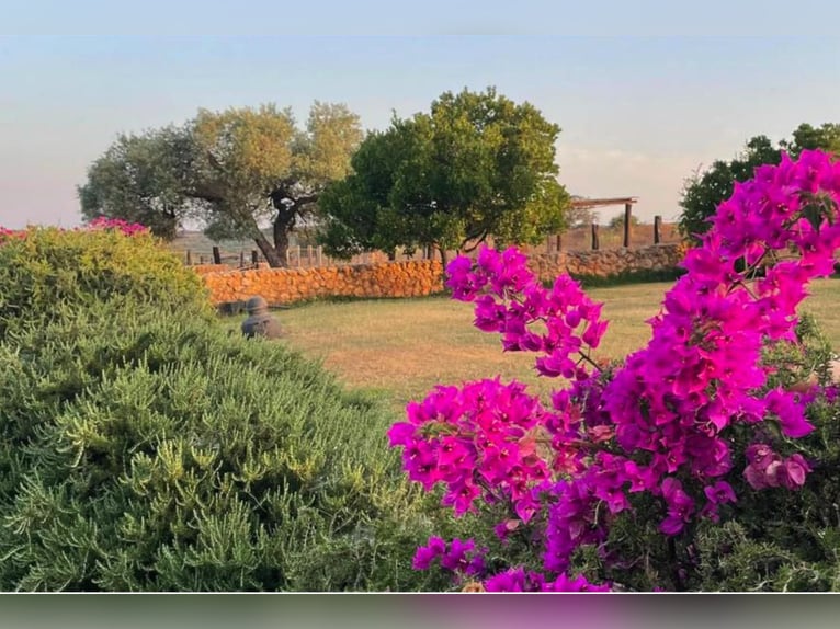 Finca De Ensueño De Más De 90 Ha Cerca De Sevilla