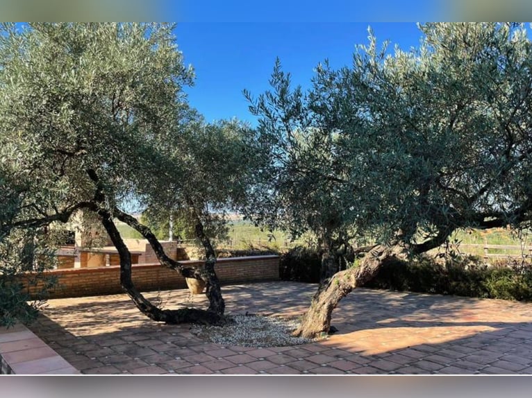 Finca des Traumhaften Landguts mit über 90 Hektar in der Nähe von Sevilla