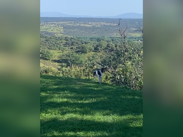 Finca im Gebiet von Gredos in Ensueño