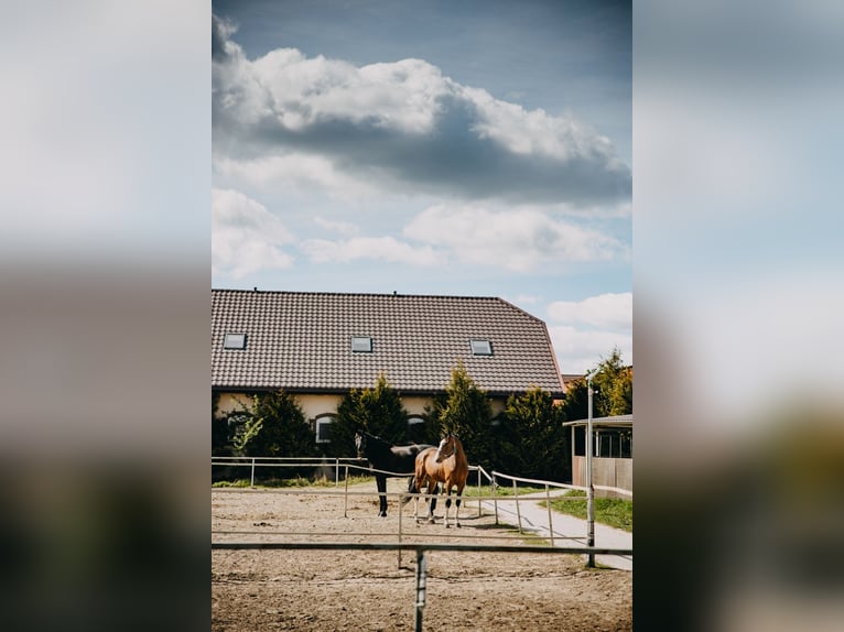 Funktionierende Reitschule in der Nähe von Lublin
