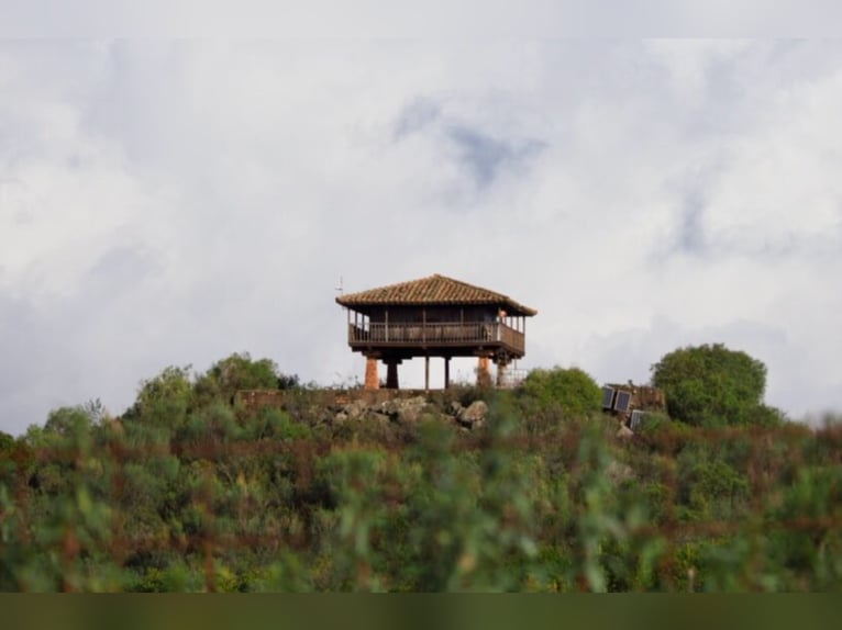 Hervorragender Jagd- und Rinderhof.