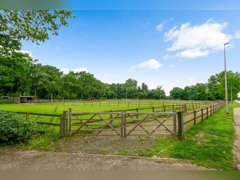 Hippisch complex met binnen- en buitenpiste