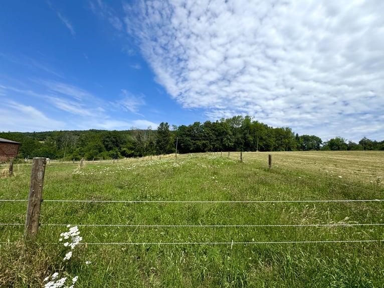 Historisches Hofgut mit Landwirtschaft auf 40 ha arrondierter Fläche & Pferdehaltung, nahe Bodenseeu