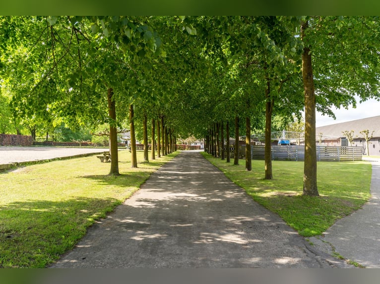 Kapelstraat 12 - 14, Leende  
Schöne, vollständige Reitanlage