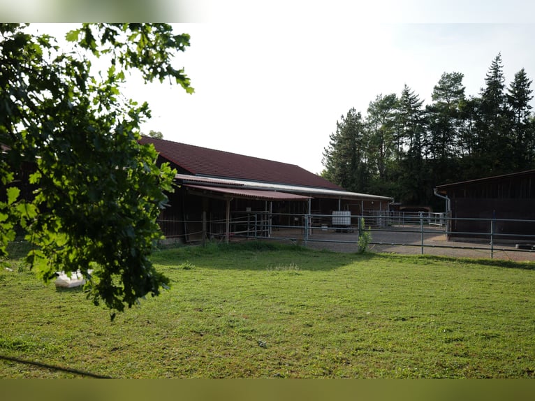 kleine Reitanlage mit laufendem Betrieb sucht neuen Inhaber