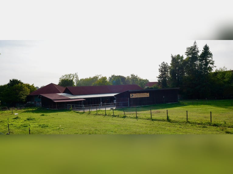 kleine Reitanlage mit neuem Energiesparhaus