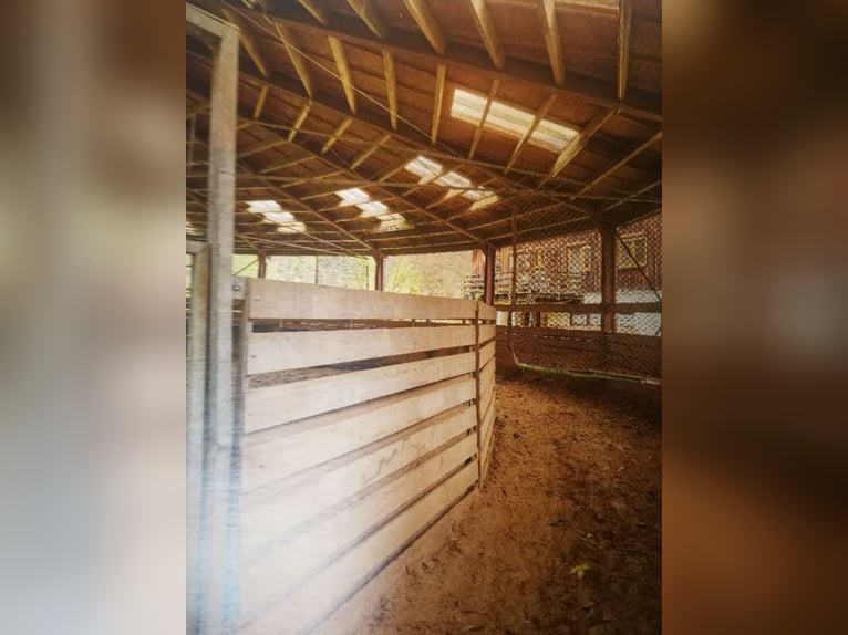 KOMMERZIELLE REITANLAGE IM NORDSCHWARZWALD