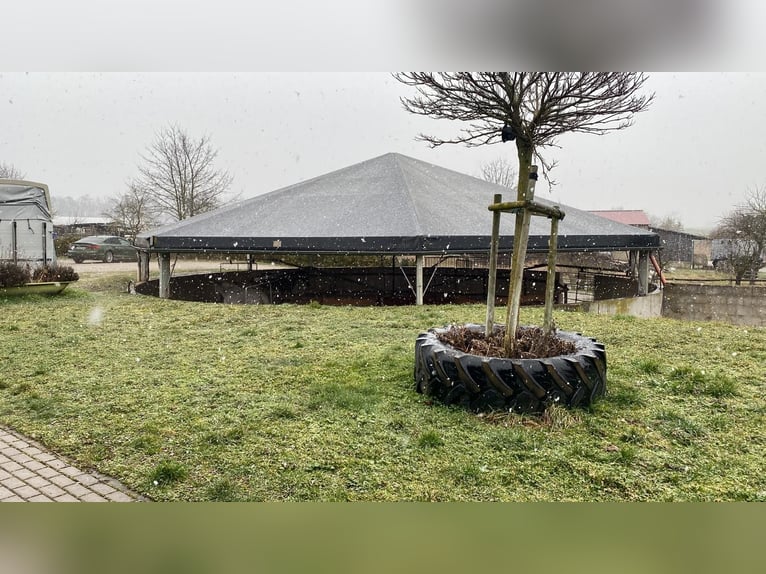 Kompletter Pferdestall 15 Paddock Boxen + 8 Offenstall Plätze + Halle + Dressur Platz Für 2000 € i.M