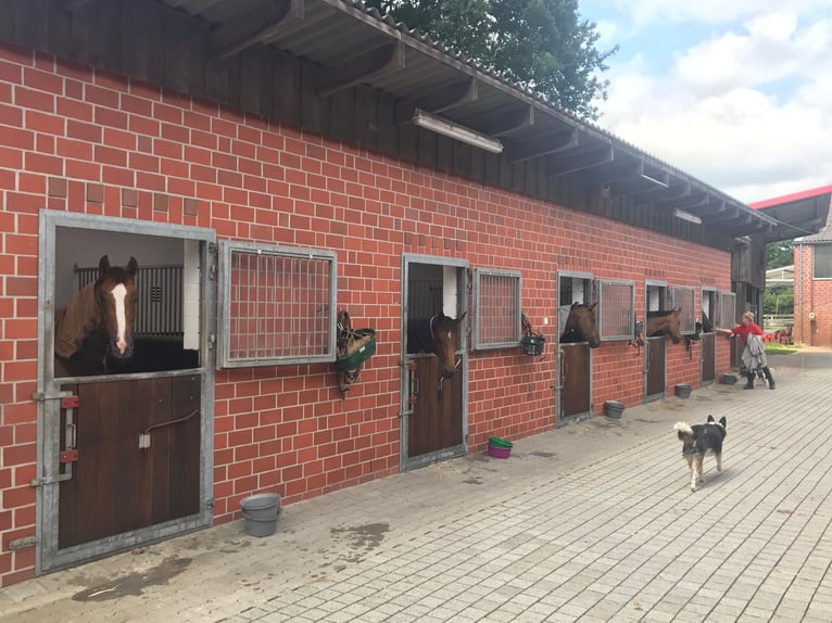 Lukrat Reitanlage, Investoren! Halle 25x60mtr., 2. Anlage Bau.Genehm, neue 177PV-A,  kernsaniert2025