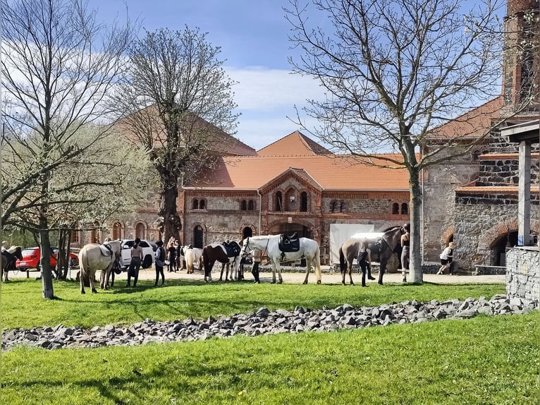 Luxuriöse Architektenwohnung inkl. MEA Reitanlage - Reithalle, Spring- und Dressurplatz