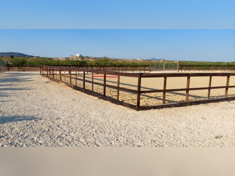 LUXURY EQUESTRIAN ESTATE WITH LUXURY LANDHOUSE