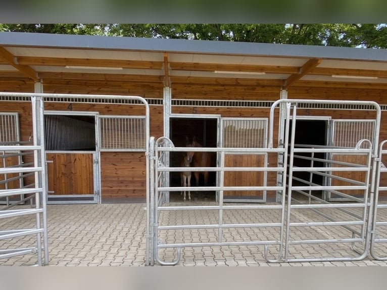 Modernes Haus mit Reitanlage Stall Wohnen mit Pferden