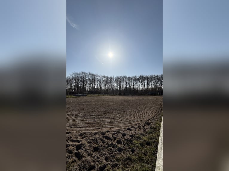 Pferdeanlage mit energetisch renoviertem Haus - Süddänemark nahe Flensburg ,46400qm
