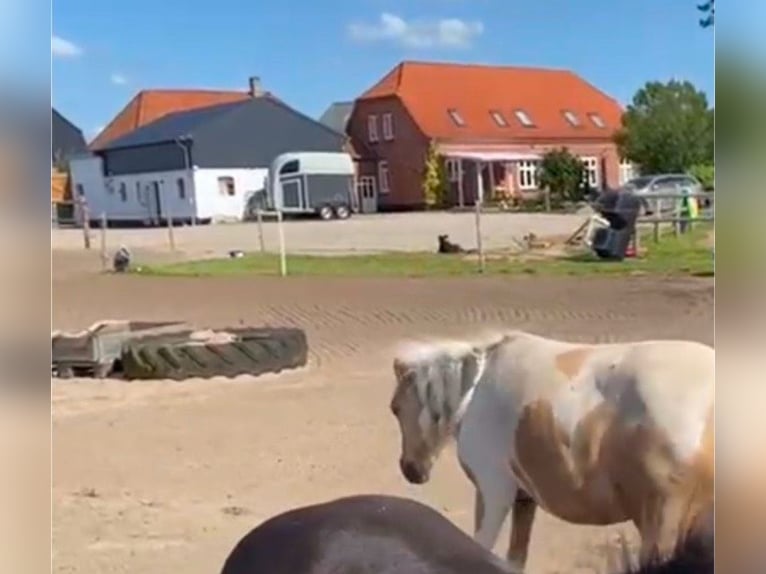 Pferdeanlage mit energetisch renoviertem Haus - Süddänemark nahe Flensburg ,46400qm