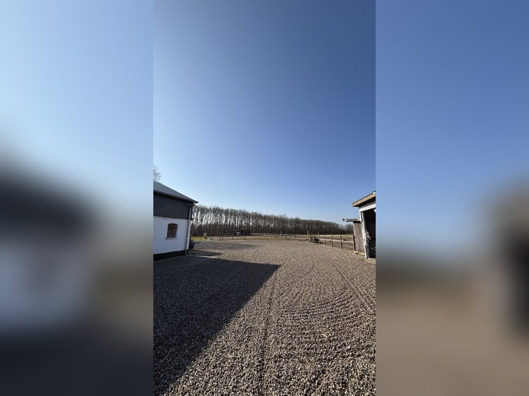 Pferdeanlage mit energetisch renoviertem Haus - Süddänemark nahe Flensburg ,46400qm