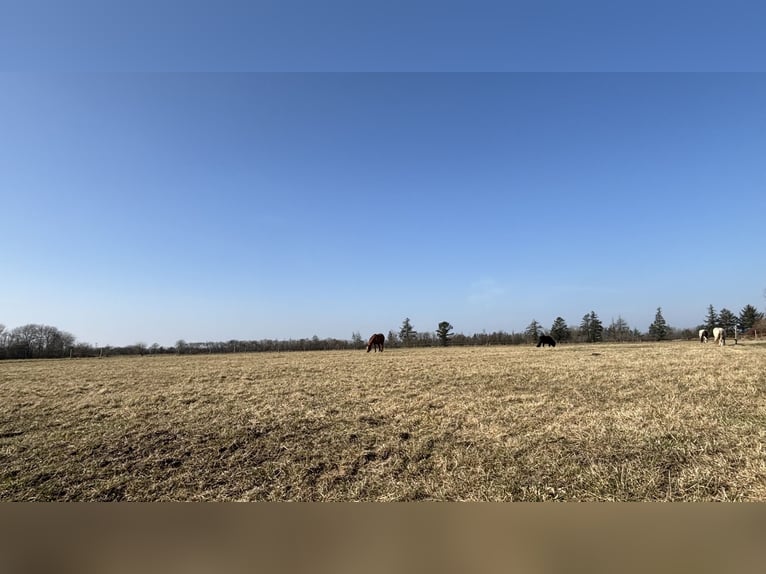Pferdeanlage mit energetisch renoviertem Haus - Süddänemark nahe Flensburg ,46400qm