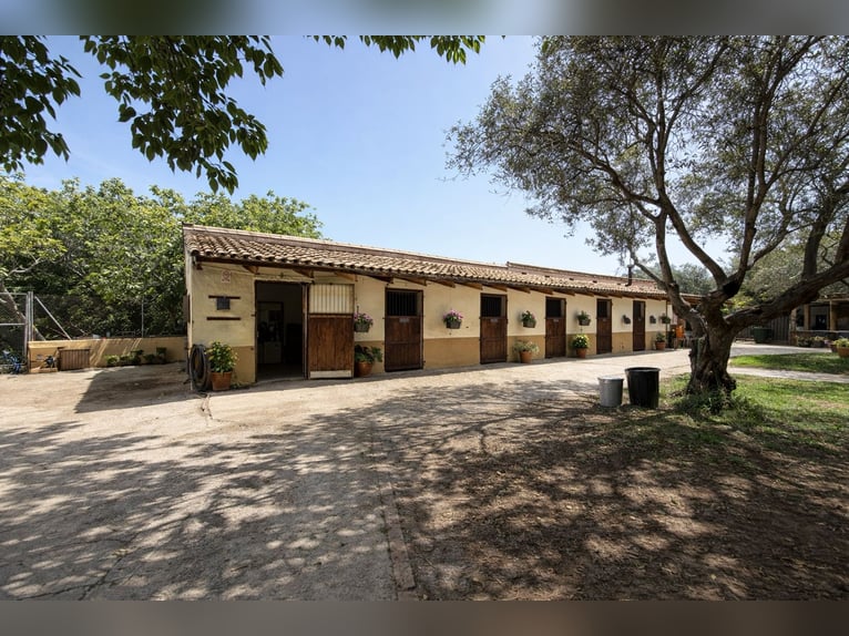 Pferdehof in La Marina, Alicante, in der Nähe von (Met)