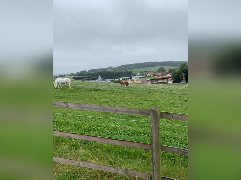 Premium-Reitanlage in Niederbayern -Perfekte Symbiose aus Eleganz +Funktionalität f. Mensch +Pferd