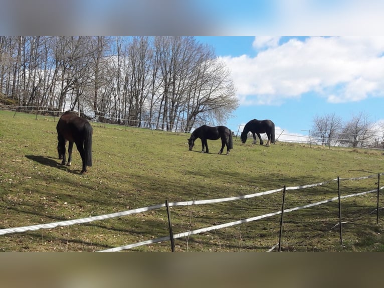 Privates Anwesen, ruhig im Grünen in Alleinlage gelegen, ideal für Pferde- und Naturfreunde