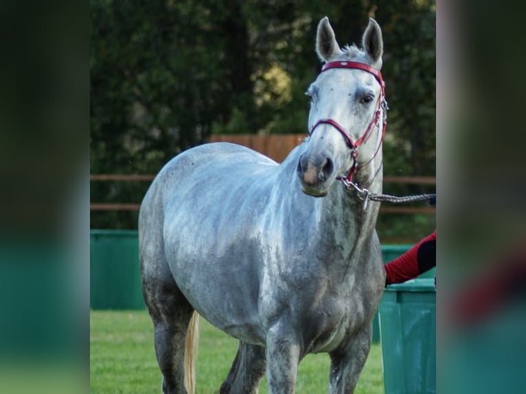 Privates schlüsselfertiges Reitanwesen in der Nähe von Tallinn – 26,5 ha Land, Stall, Pferde und Aus