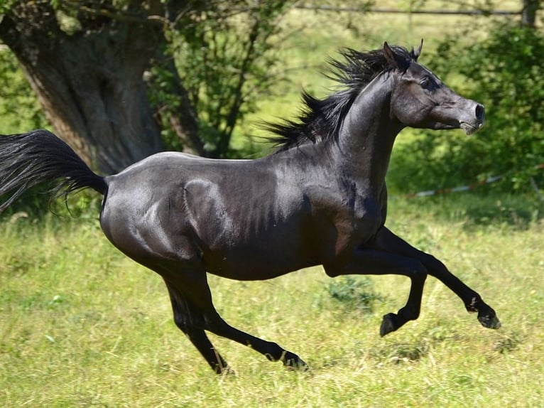 Privates schlüsselfertiges Reitanwesen in der Nähe von Tallinn – 26,5 ha Land, Stall, Pferde und Aus