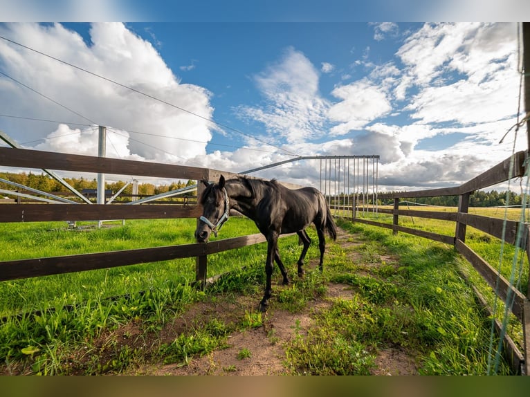 Privates schlüsselfertiges Reitanwesen in der Nähe von Tallinn – 26,5 ha Land, Stall, Pferde und Aus