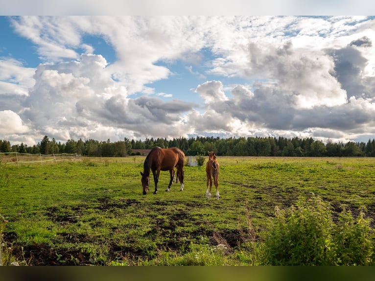 Privates schlüsselfertiges Reitanwesen in der Nähe von Tallinn – 26,5 ha Land, Stall, Pferde und Aus