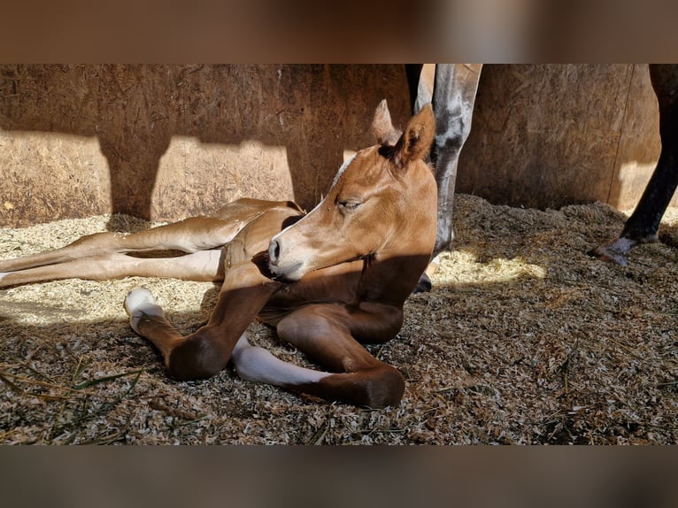 Privates schlüsselfertiges Reitanwesen in der Nähe von Tallinn – 26,5 ha Land, Stall, Pferde und Aus