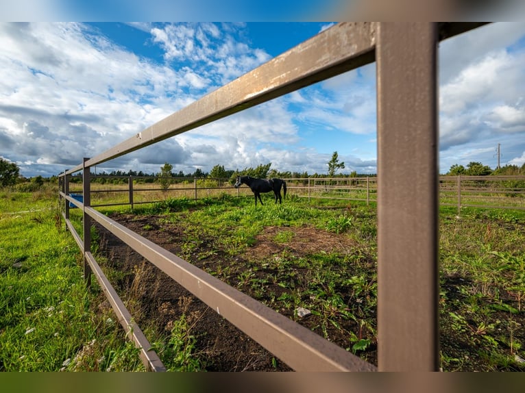 Privates schlüsselfertiges Reitanwesen in der Nähe von Tallinn – 26,5 ha Land, Stall, Pferde und Aus
