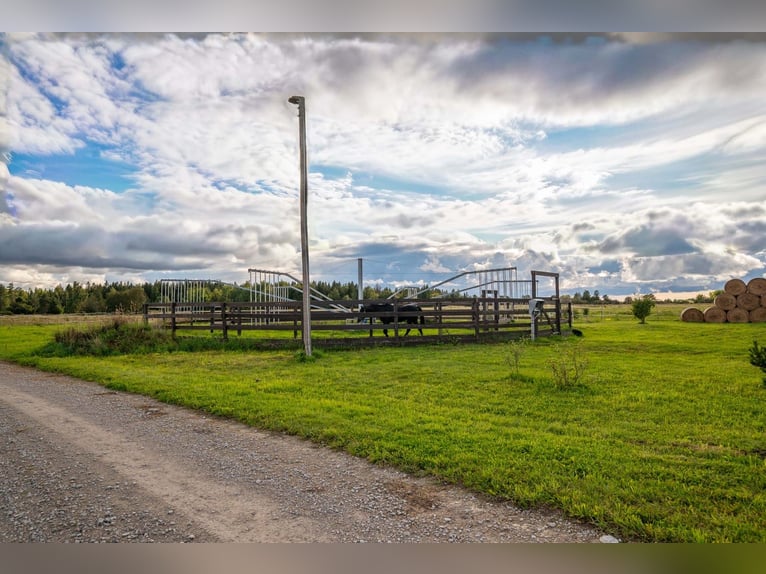 Privates schlüsselfertiges Reitanwesen in der Nähe von Tallinn – 26,5 ha Land, Stall, Pferde und Aus