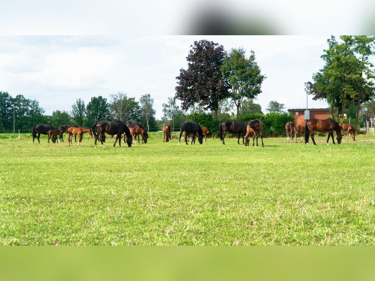 Professionelle Reit- und Zuchtanlage im Kreis Soest Westfalen