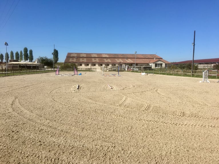 Professioneller Reitstall in Seine-et-Marne