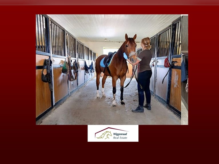 Professionelles Reitsportzentrum NRW