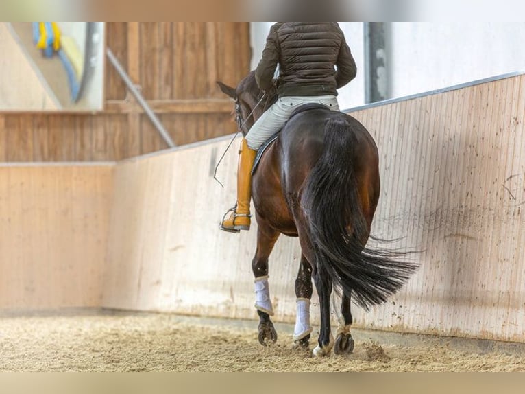 Profi  Reitanlage in ländlicher Idylle NRW