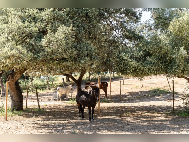 Ref2527 Andalusien, Ronda - moderner Reitstall/ Trainingszentrum zu verkaufen!