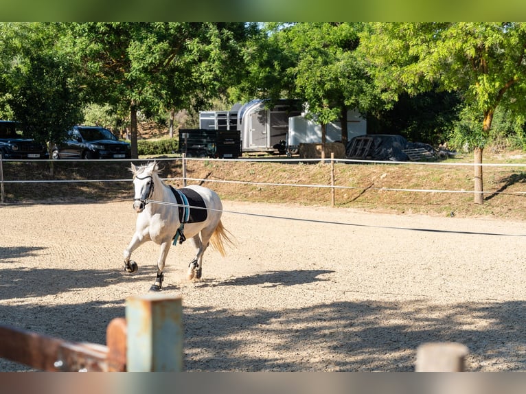 Ref2527 Andalusien, Ronda - moderner Reitstall/ Trainingszentrum zu verkaufen!