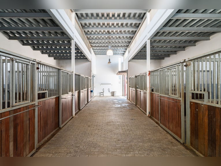 Ref2527 Andalusien, Ronda - moderner Reitstall/ Trainingszentrum zu verkaufen!