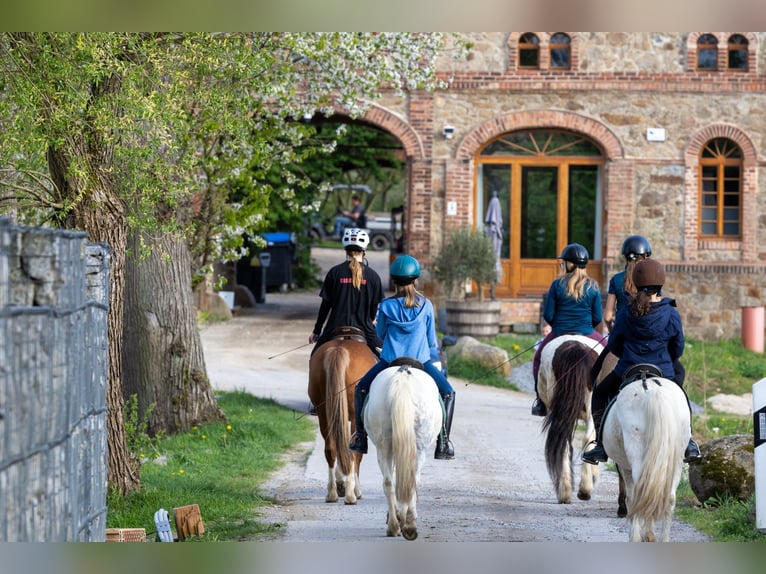 Reitanlage bei Dresden - Anteil
