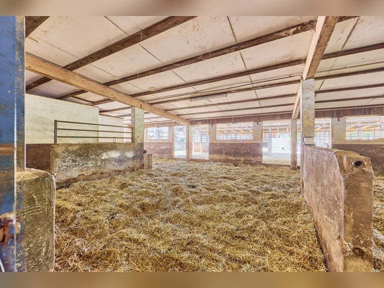 Reitanlage bei Villingen-Schwenningen mit zwei Reithallen & ländlicher Wohnidylle! Reitanlage bei Villingen-Schwenningen mit zwei Reithallen & ländlicher Wohnidylle!