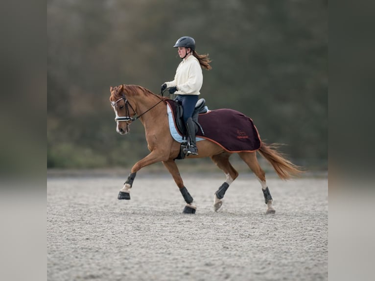 Reitanlage gesucht zur Miete, Pacht oder zum Kauf