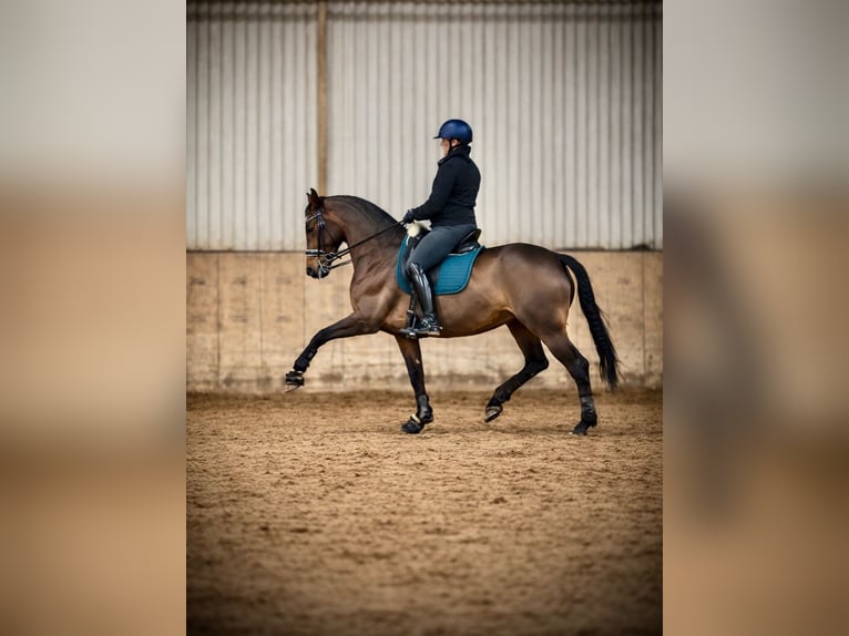 Reitanlage gesucht zur Miete, Pacht oder zum Kauf