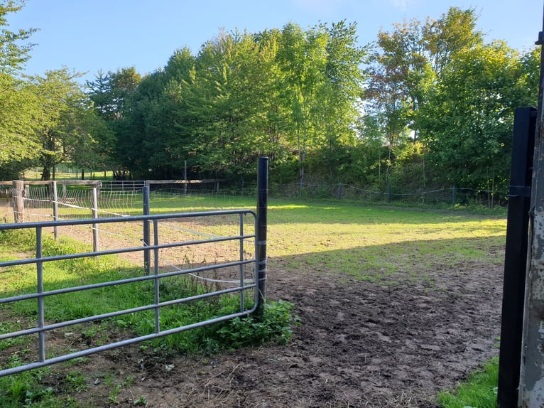 Reitanlage im Harz in Bad Sachsa – Großer Aussiedlerhof mit Reithalle in Alleinlage!