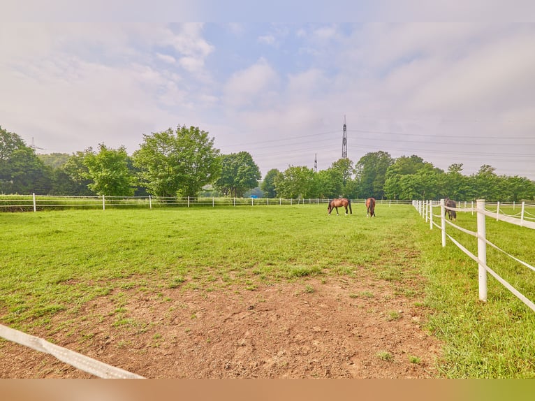 Reitanlage im Kreis Wesel zu verkaufen – Preis inkl. Dachsanierung!