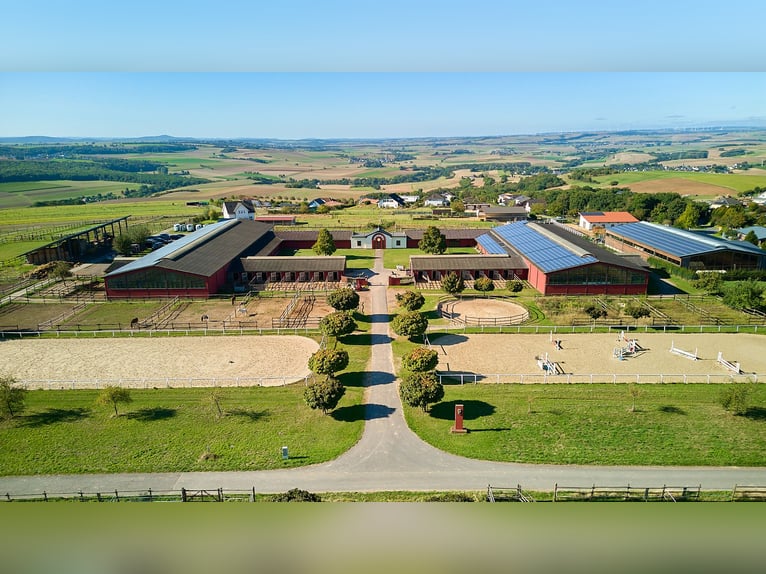 Reitanlage im Pferdepark im Maifeld – in Mitten des Sonderbaugebietes “Wohnen mit Pferden” in Lonnig Reitanlage im Pferdepark im Maifeld – in Mitten des Sonderbaugebietes “Wohnen mit Pferden” in Lonnig