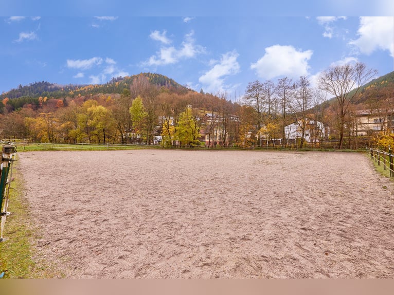 Reitanlage im Schwarzwald auf einem Erbpacht-Grundstück mit zwei Wohneinheiten!