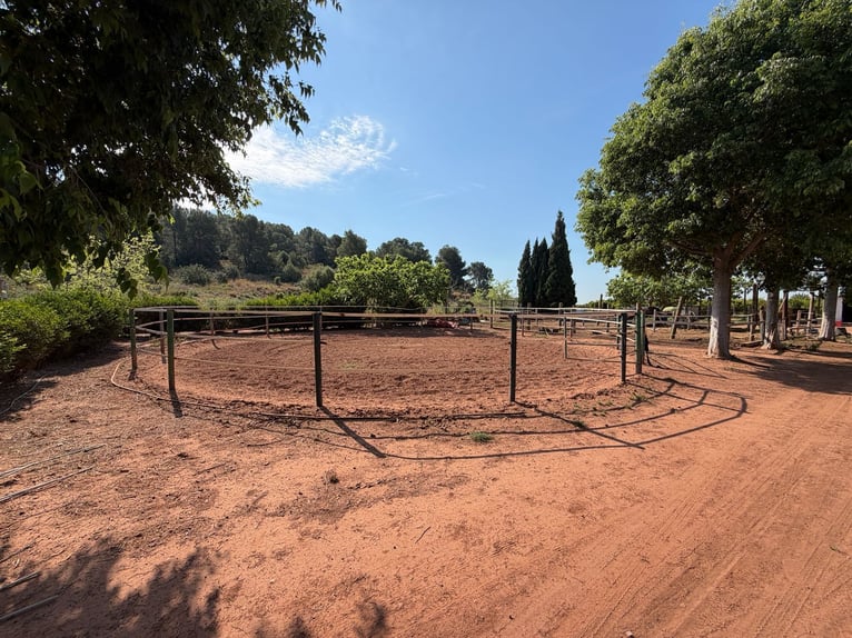 Reitanlage in Castellón