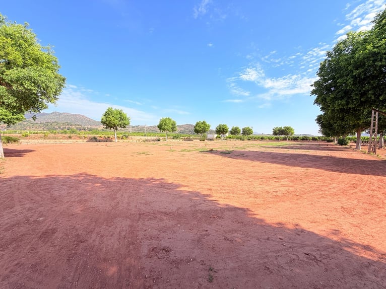 Reitanlage in Castellón