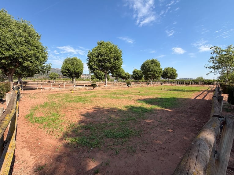 Reitanlage in Castellón