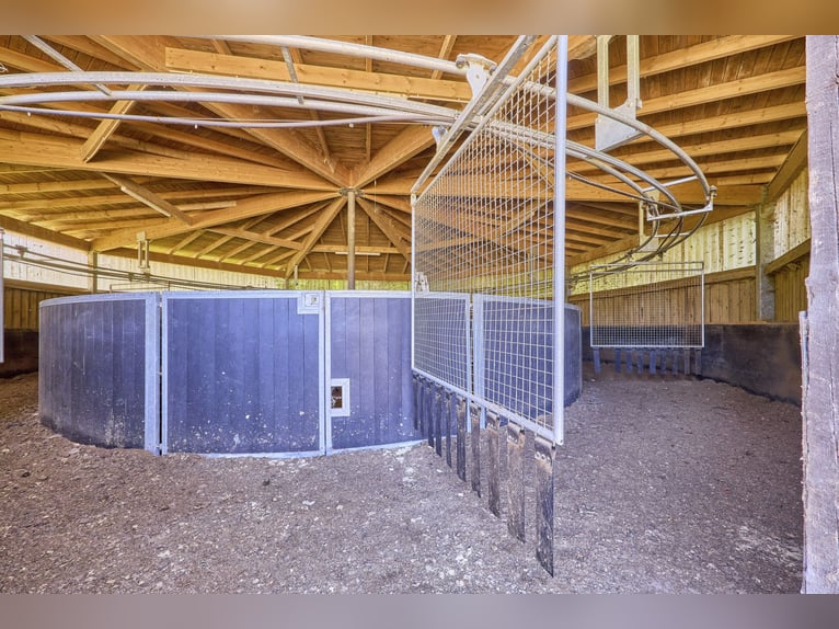 Reitanlage in NRW Nähe Münster zu verkaufen – Modernes Landhaus, Reithalle, Springplatz und Co.